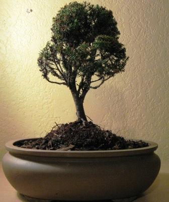 My bonsai collection Getatt13