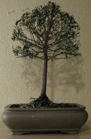 My bonsai collection Getatt15