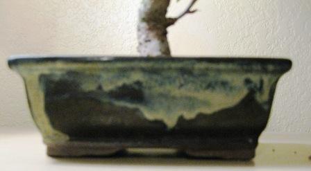 My bonsai collection Getatt29