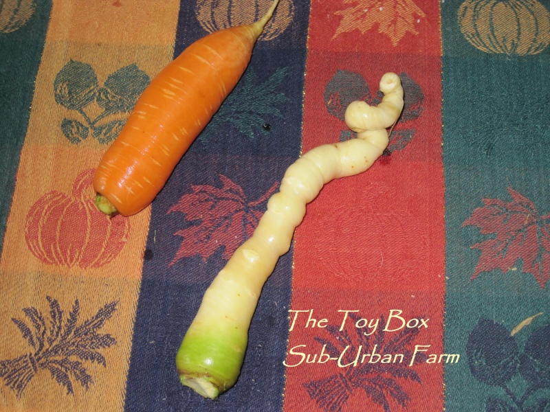 Carrot Week 2013 Nov_9_10
