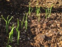 When to start onion seed August10