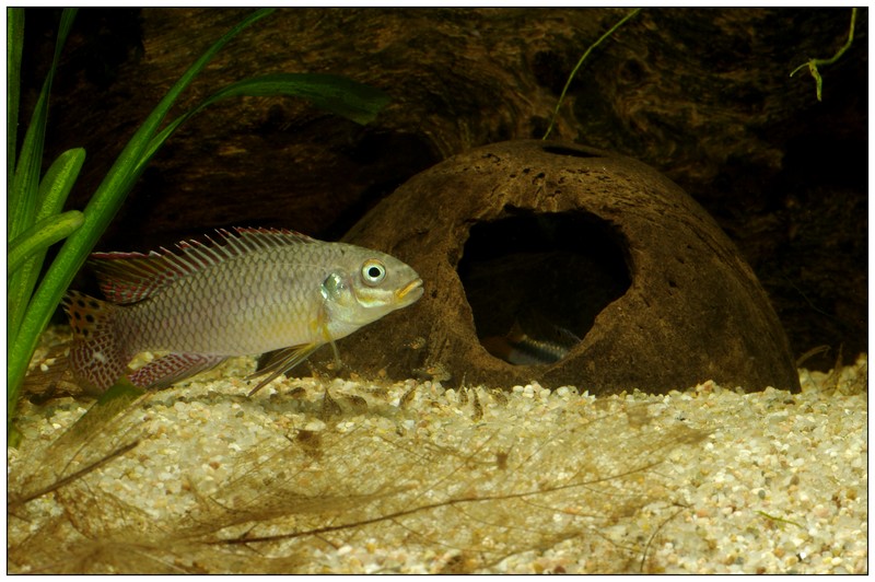 Les Pelvicachromis (complexe taeniatus, pulcher, subocelatus) - Page 2 _igp8513