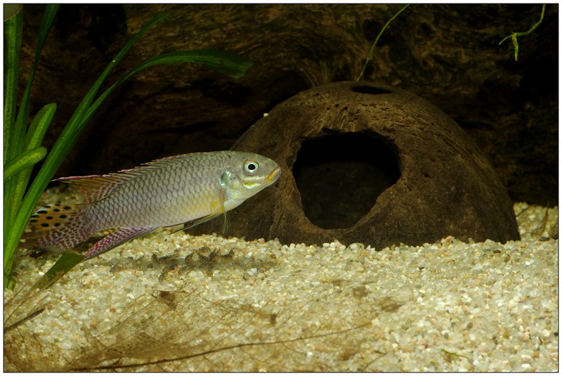Les Pelvicachromis (complexe taeniatus, pulcher, subocelatus) - Page 2 _igp8514