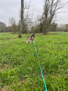 [ A L ADOPTION ] 2 HUSKYS nés en 2012 ( male et femelle ) en accueil dept 72 39653610