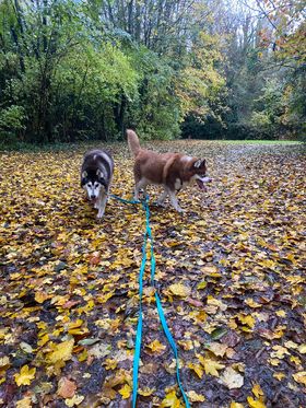 [ A L ADOPTION ] 2 HUSKYS nés en 2012 ( male et femelle ) en accueil dept 72 40340310