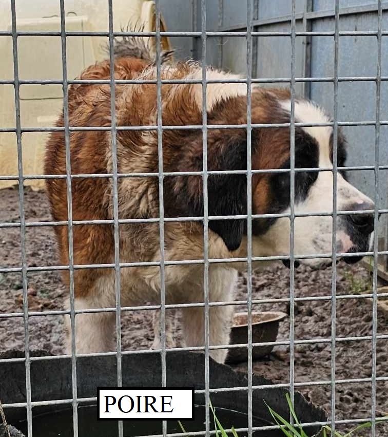 POIRE st bernard PURE RACE née le 15/07/2019 , dept 49  41318512