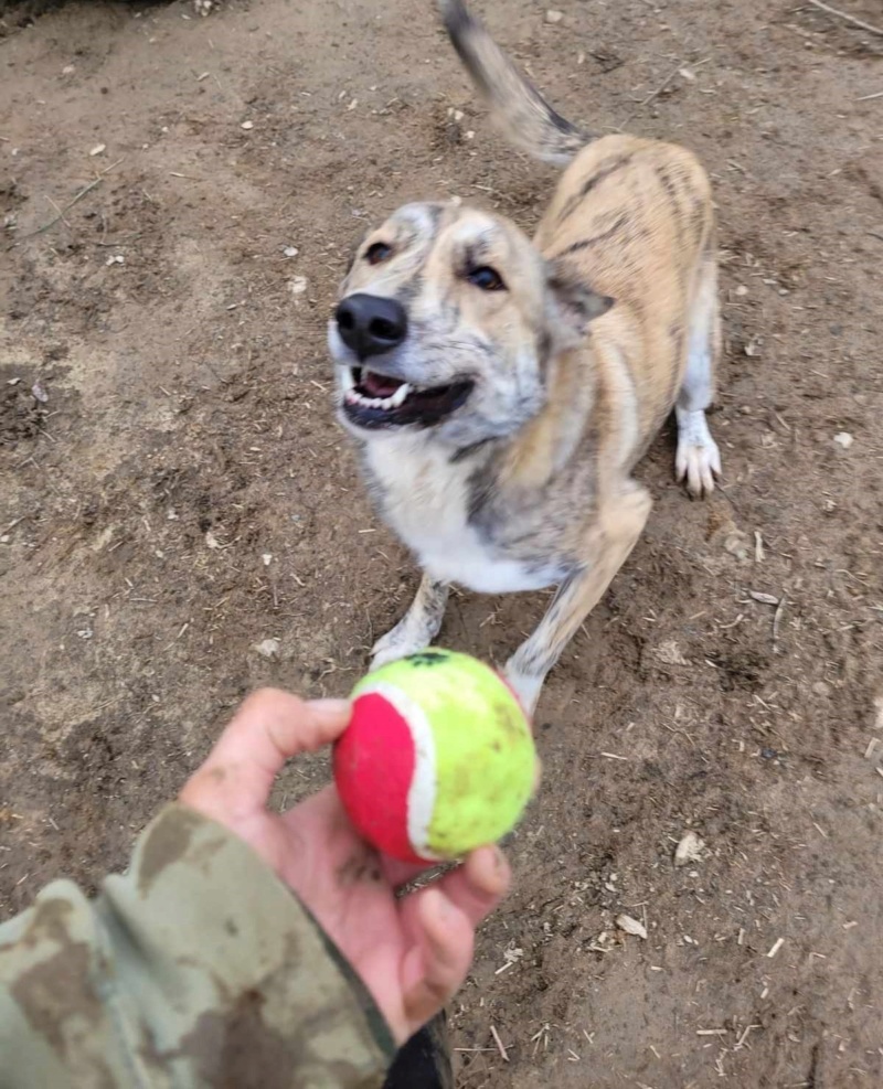 ( A L ADOPTION)MAISEY croisée née le 05/09/2021 en pension  dept 53 proche 49 41721210