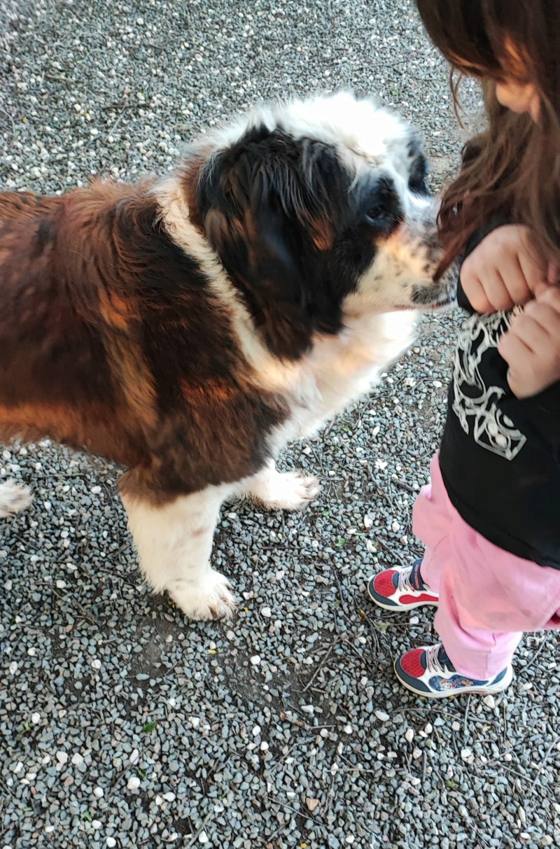 [A l adoption ] BOSHKO mâle 11/11/16 et DORA 18/05/18 st bernard pure race dept 79 Dodo_110