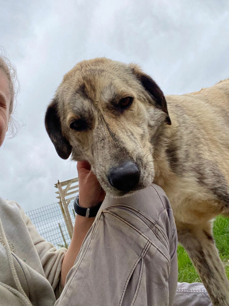 ( A L ADOPTION)MAISEY croisée née le 05/09/2021 en pension  dept 53 proche 49 Higjk10