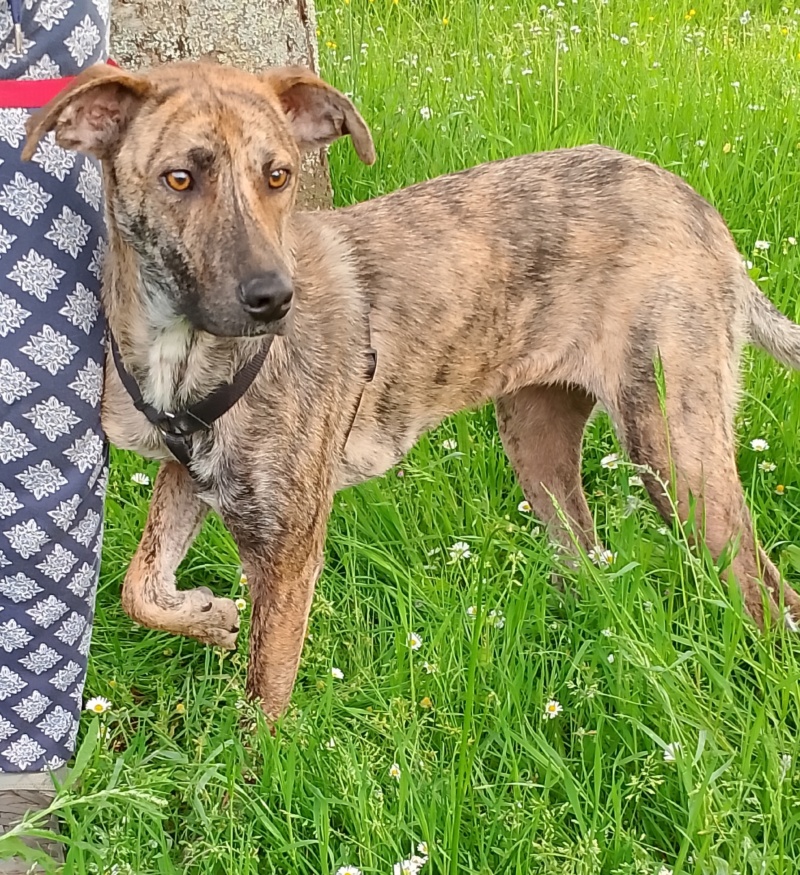 [A L'ADOPTION] Fee (marron foncée) chiot femelle née 01/06/23 en accueil ( 37)  Img_5568