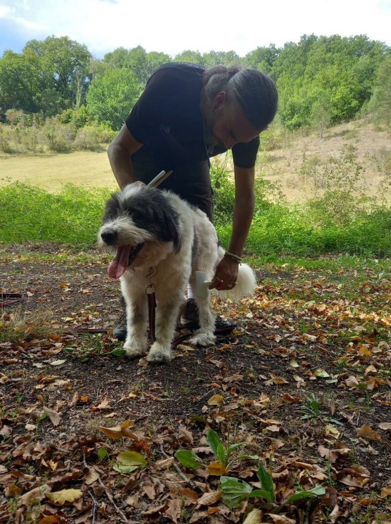 [ RECHERCHE FAMILLE D'ACCUEIL DEFINITIVE ] CAPORAL berger polonais né 28/04/2019 dept 24 Resiz757