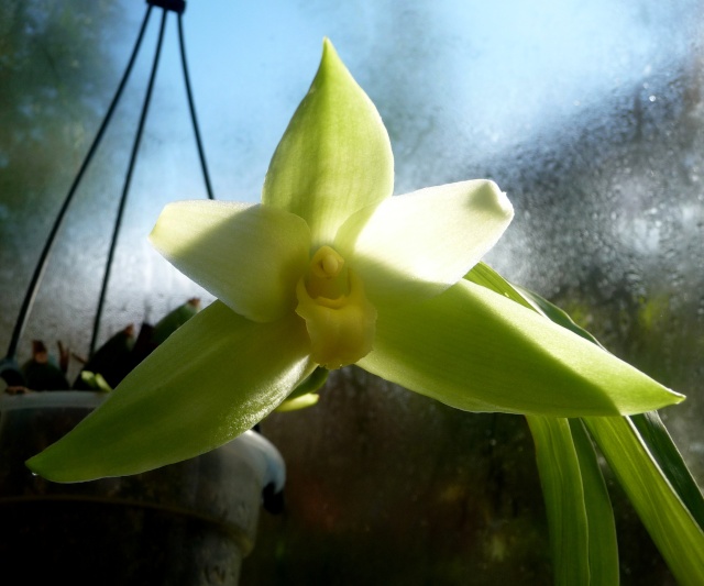orchidées : nos floraisons au fil des saisons 2010-2013-2014  - Page 9 16-01-10