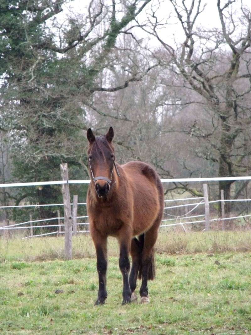 Appy Chance, double poney hongre, Adopté par Ucreine ! - Page 7 Dscf5514