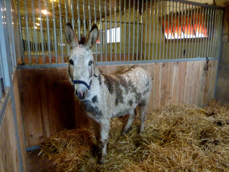 Scoubidou, âne 2.5 ans, sauvé par Jonquille ! P1150113