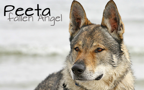 Peeta - Fallen Angel 16547110