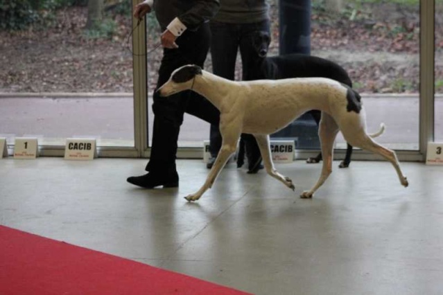 CACIB Paris Dog Show, Vincennes (94), 13 janvier 2013 Tissou10