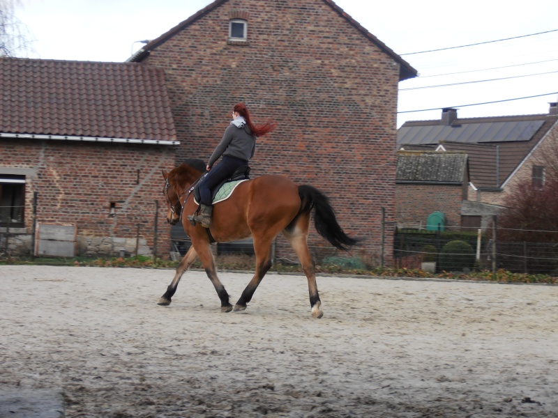 TUTO mettre son cheval rond. - Page 2 Pc150214