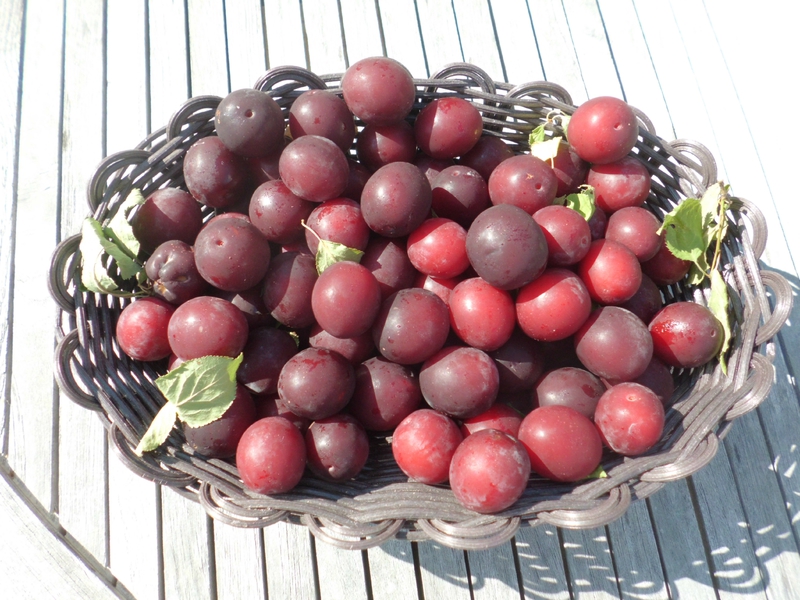 le PRUNELLIER 10596310