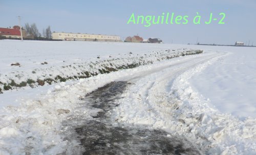 PREPARATION HIVERNALE - Page 3 Anguil14