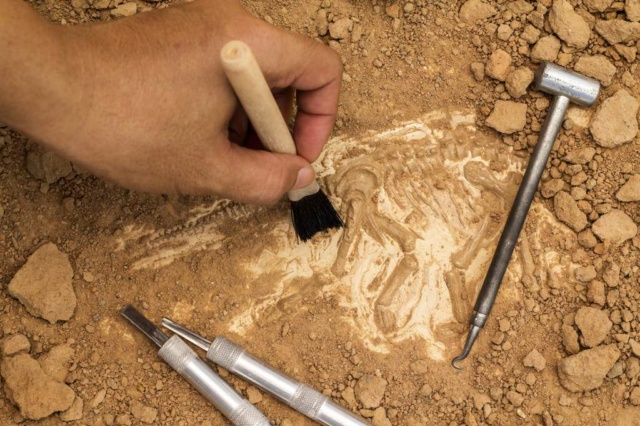 Paléontologue et archéologue : les différences entre ces deux métiers 55d3b610