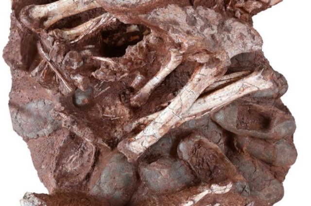 Découverte exceptionnelle : un dinosaure retrouvé assis sur un nid d’œufs Captur11