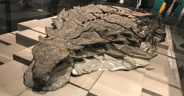 La « momie » d’un dinosaure récemment découverte est si bien conservée qu’elle a même la peau et les intestins intacts Dinosa10