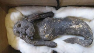 Le mystère d’une sirène momifiée sacrée vieille de 300 ans au Japon a été é Japon-10