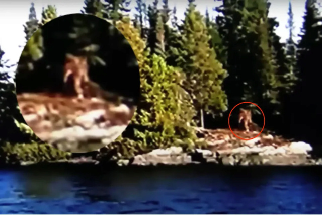 Une vidéo du Bigfoot enflamme les imaginations Sans_t15