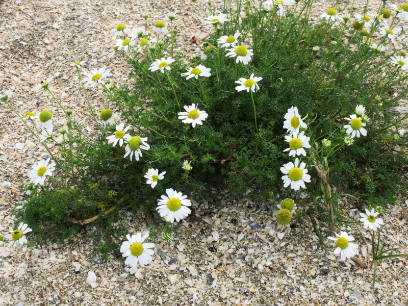 Fleurs ... tout simplement - Page 19 Cherru13