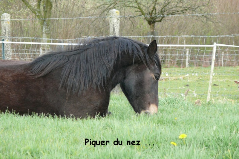 Concours Photos Janvier 2013 : "Cheval et Expression" Photo_15