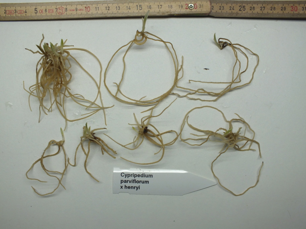 Plantule In-vitro de Cypripedium Dscf9316