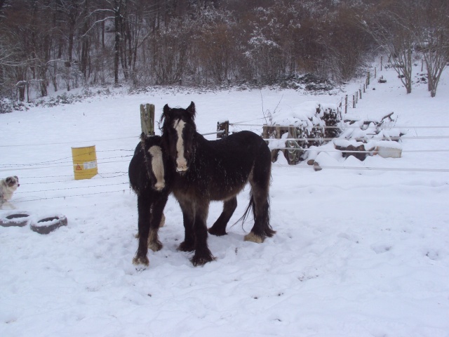 Chavane-teen (Ballacolla et Otis) - Page 2 Dsc02511