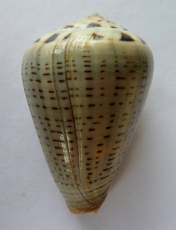 Conus (Dendroconus) glaucus  Linnaeus, 1758 P1090412
