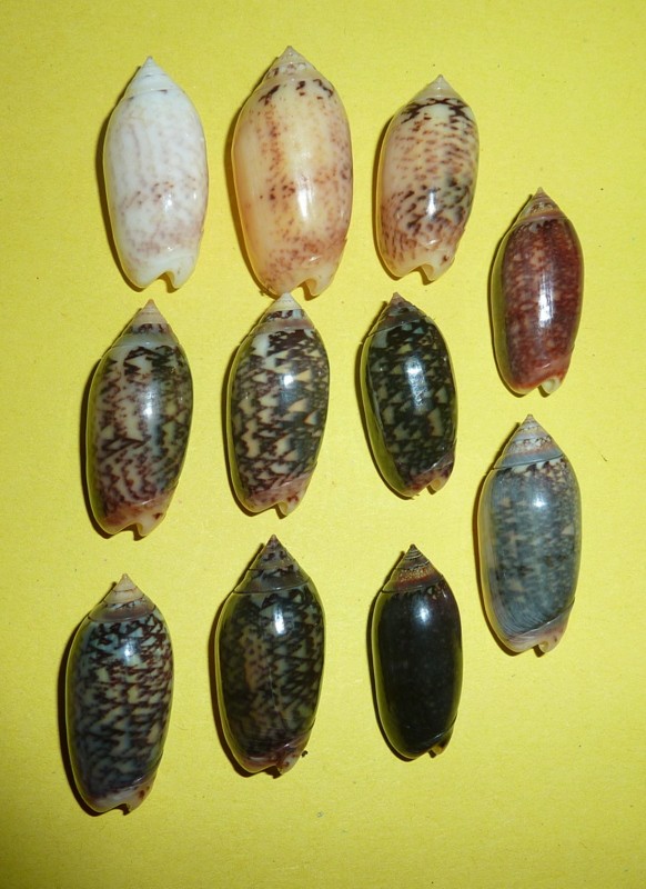 Acutoliva jaspidea (Duclos, 1835) - Worms = Oliva (Acutoliva) esiodina Duclos, 1844 P1090618