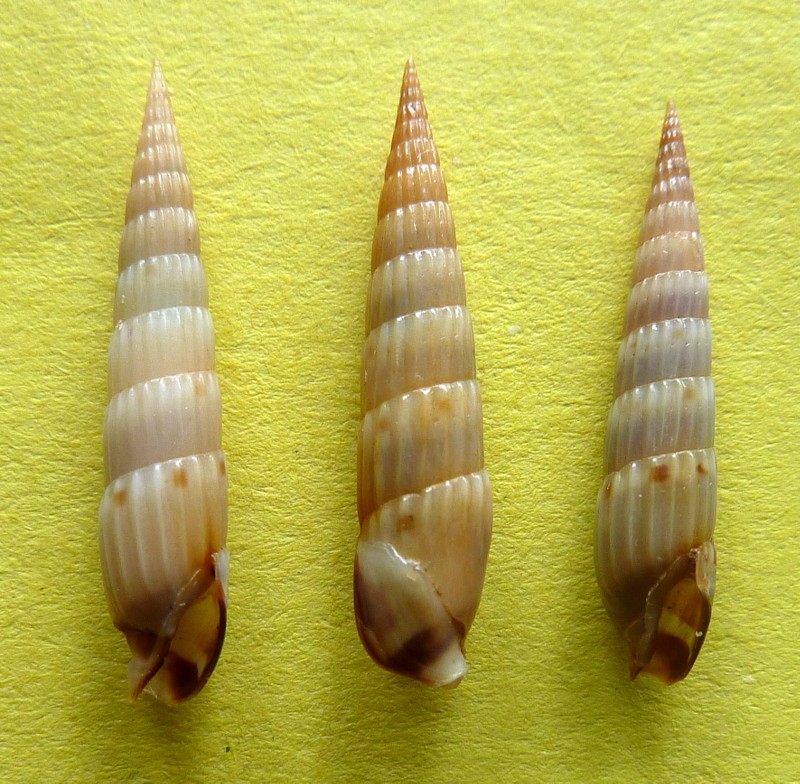 Myurella conspersa (Hinds, 1844) P1090644