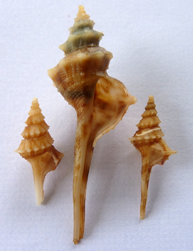 Serratifusus virginiae Harasewych, 1991 P1090741