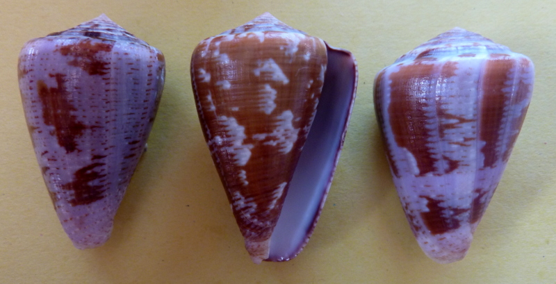 Conus (Chelyconus) purpurascens  GB Sowerby I, 1833 - Page 2 P1090830