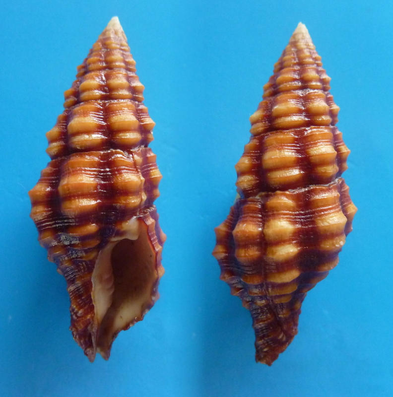 Turrilatirus sanguifluus - (Reeve, 1847) Turril10