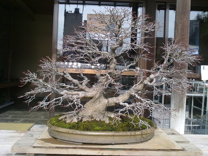 Bonsai Trip To Japan, April 2012 22279612