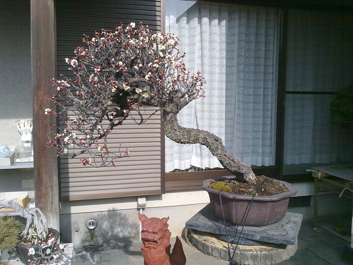 Bonsai Trip To Japan, April 2012 22593610