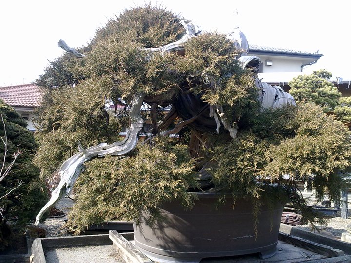 Bonsai Trip To Japan, April 2012 22682314