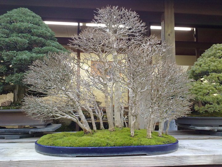 Bonsai Trip To Japan, April 2012 23035012