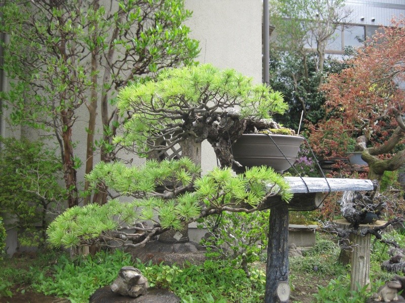 Bonsai Trip To Japan, April 2012 Img_0018