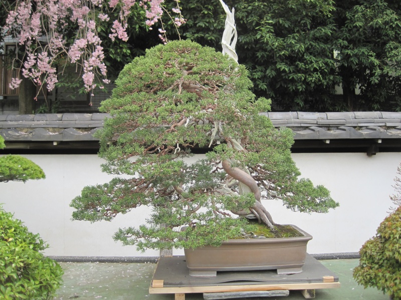 Bonsai Trip To Japan, April 2012 Img_0021