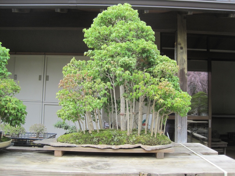 Bonsai Trip To Japan, April 2012 Img_0024