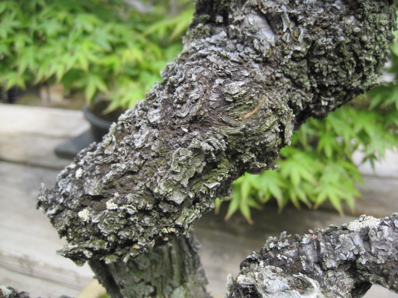 Bonsai Trip To Japan, April 2012 Img_0032