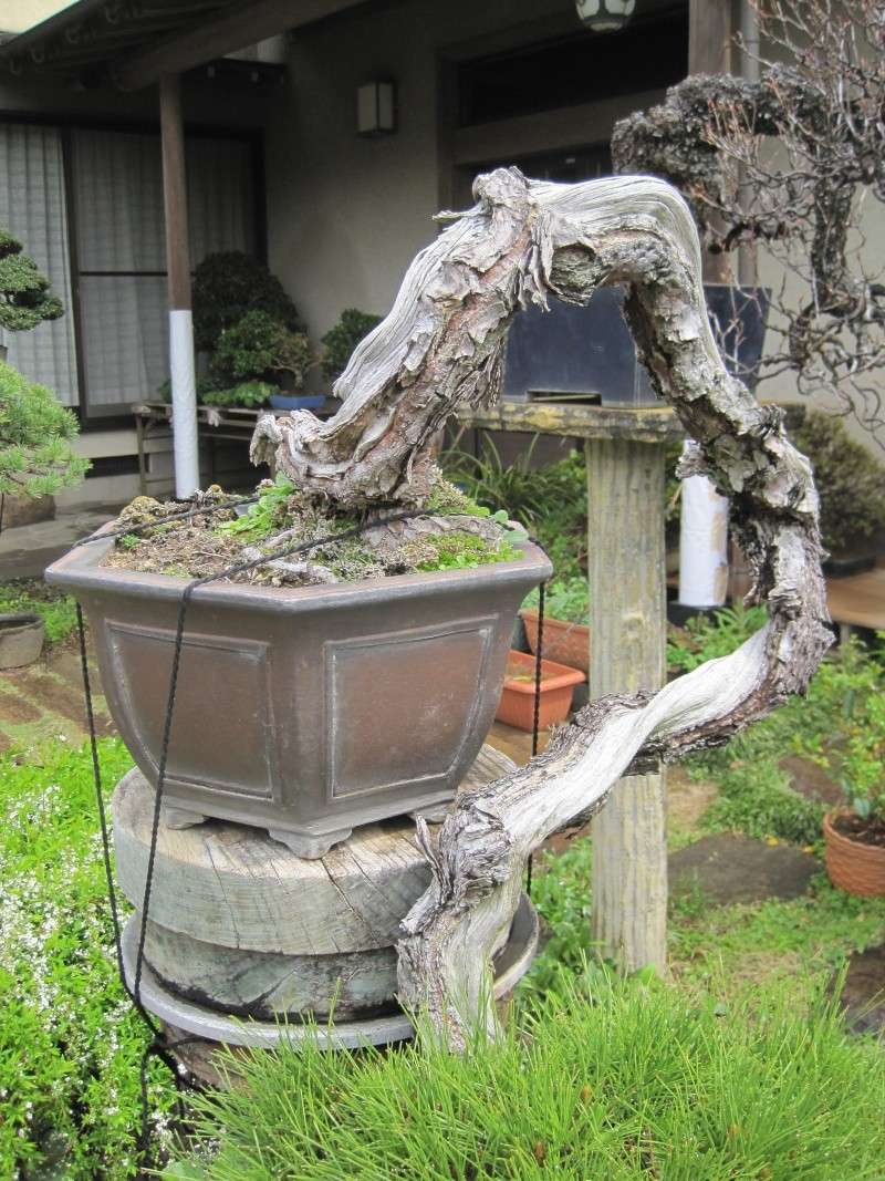 Bonsai Trip To Japan, April 2012 Img_0035