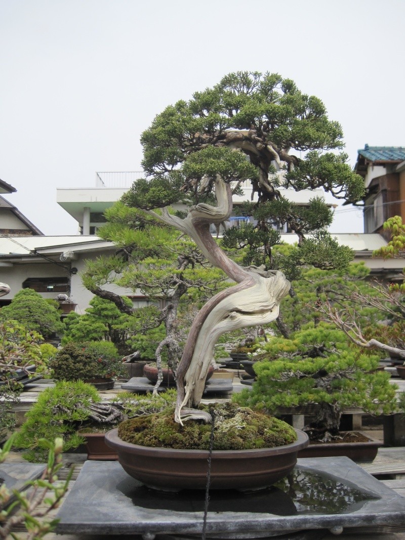 Bonsai Trip To Japan, April 2012 Img_0039