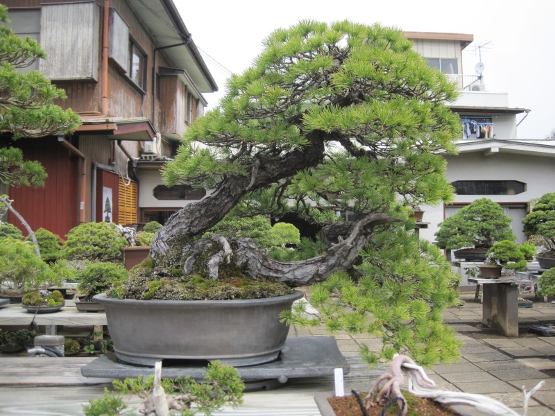 Bonsai Trip To Japan, April 2012 Img_0041