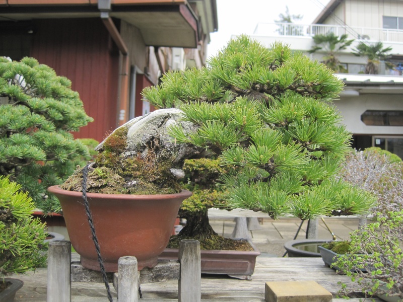 Bonsai Trip To Japan, April 2012 Img_0043